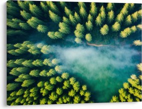 Obraz - Las spowity mgłą (70x50 cm)