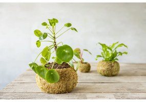 Doniczka ø 20 cm Kokedama – Esschert Design