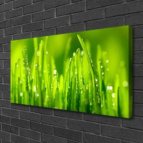 Obraz Canvas Zielona Trawa Krople Rosy