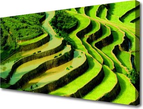 Obraz drukowany na płótnie Tarasy Ryżowe w Azji