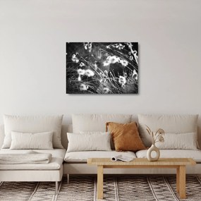 Obraz na szkle - Pajęczyna na łące (70x50 cm)