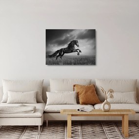 Obraz na szkle - Czarny i biały koń (70x50 cm)