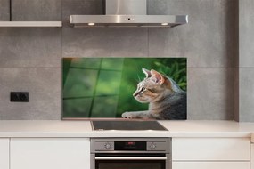 Panel Szklany Patrzący kot