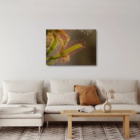 Obraz na szkle - roślina (70x50 cm)
