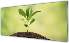 Szkło do Kuchni na Ścianę Narodziny Życia: Młody Pęd