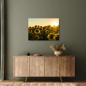 Obraz na szkle - pole słoneczników (70x50 cm)