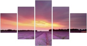 Obraz - Pole lawendy (125x70 cm)