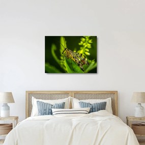 Obraz na szkle - owad (70x50 cm)