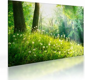 Obraz na szkle - Magiczna łąka pełna mniszków lekarskich (70x50 cm)