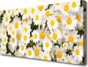 Obraz canvas Białe Stokrotki w Trawie