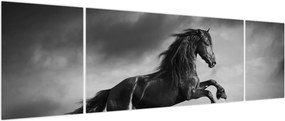 Obraz - Czarny i biały koń (170x50 cm)