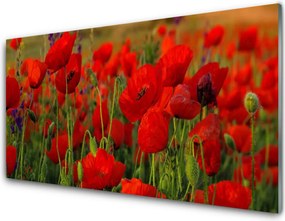 Szkło do Kuchni na Ścianę Maki w Letnim Słońcu