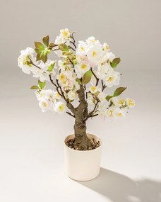 Drzewko Wiśnia Sakura w doniczce 50 cm