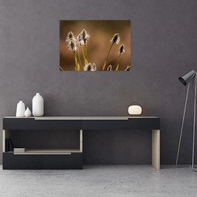 Obraz - Trawa (70x50 cm)