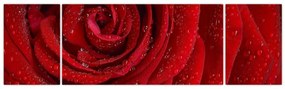 Obraz - szczegół róży (170x50 cm)