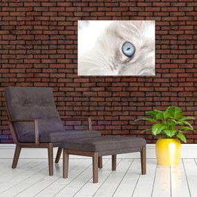 Obraz - Kot z niebieskimi oczami (70x50 cm)
