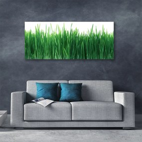 Obraz Canvas Trawa Przyroda Roślina