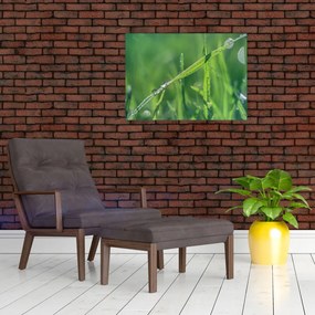 Obraz na szkle - kropla rosy (70x50 cm)