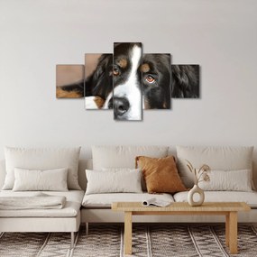 Obraz psa (125x70 cm)