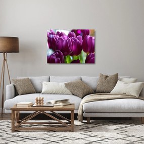Obraz na szkle - tulipanów (70x50 cm)