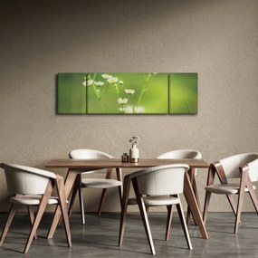 Obraz stokrotek (170x50 cm)