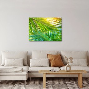 Obraz - Liście palmowe (70x50 cm)