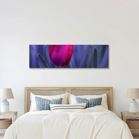 Obraz pąka tulipana (170x50 cm)