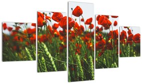 Obraz maków na wietrze (125x70 cm)