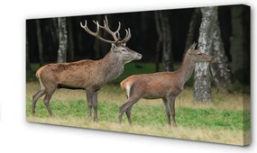 Fotoobraz na płótnie Król Lasu: Jeleń