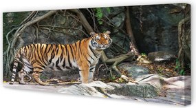 Obraz canvas na ścianę Tygrys w Dżungli