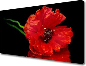 Obraz canvas Samotny Mak w Polu