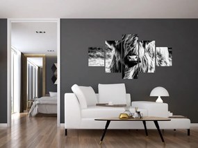 Obraz - Highland - szkocka krowa (125x70 cm)
