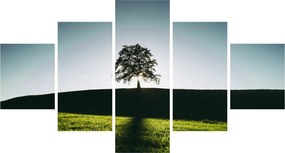 Obraz natury - drzewo (125x70 cm)