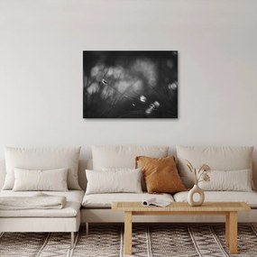 Obraz - Trawa łąkowa (70x50 cm)