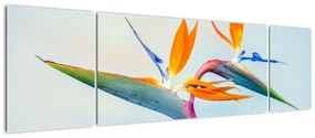 Obraz kwiatu Strelicji (170x50 cm)