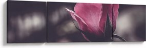 Obraz - Detal kwiatu róży (170x50 cm)