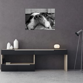 Obraz na szkle psa (70x50 cm)