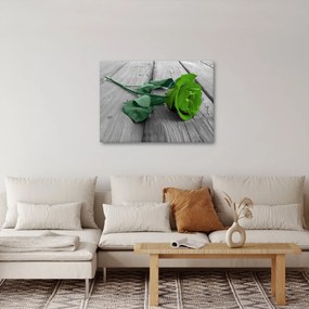 Obraz - Zielona róża (70x50 cm)