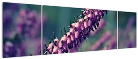 Obraz lawendy (170x50 cm)