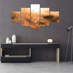 Obraz - Trawa  na słońcu (125x70 cm)