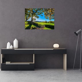 Obraz - widok pola (70x50 cm)