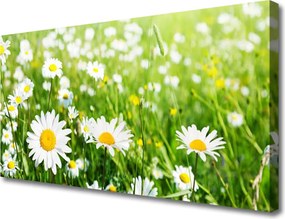 Obraz canvas na ścianę Biała Stokrotka w Detalu