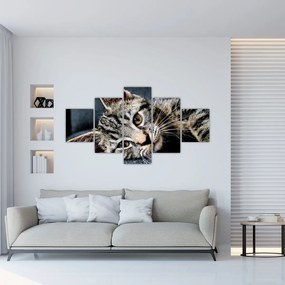 Obraz - Kotek (125x70 cm)