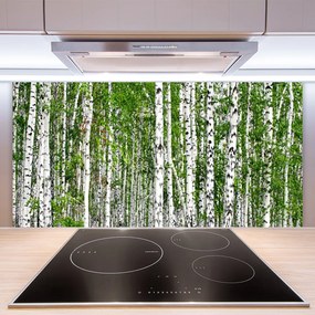 Panel Kuchenny Brzoza Las Drzewa Natura