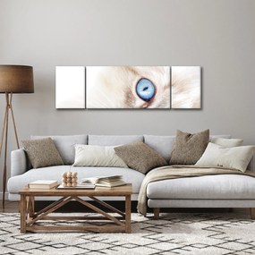 Obraz - Kotek (170x50 cm)