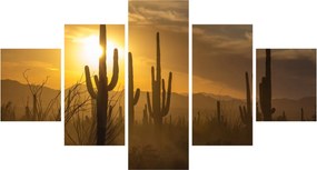 Obraz - Kaktusy Saguaro (125x70 cm)