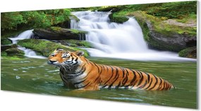 Panel szklany do Kuchni Tygrys nad Górskim Wodospadem