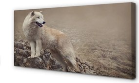 Obraz drukowany na płótnie Wilk na Górskim Szlaku