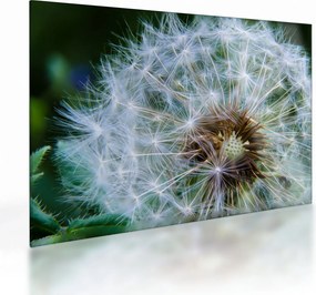 Obraz na szkle - przekwitnięty dmuchawiec (70x50 cm)