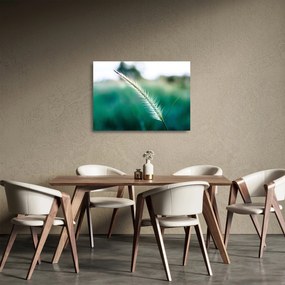 Obraz na szkle - źdźbło trawy (70x50 cm)